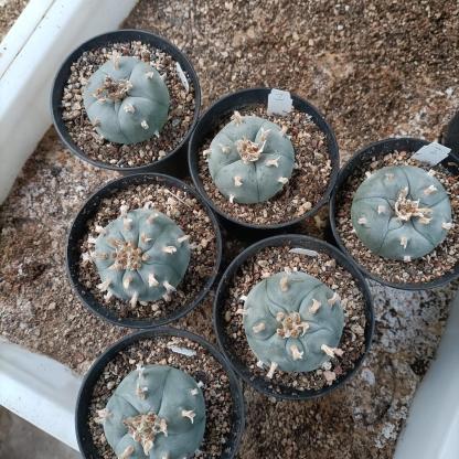 4-6cm Lophophora williamsii （radish root）