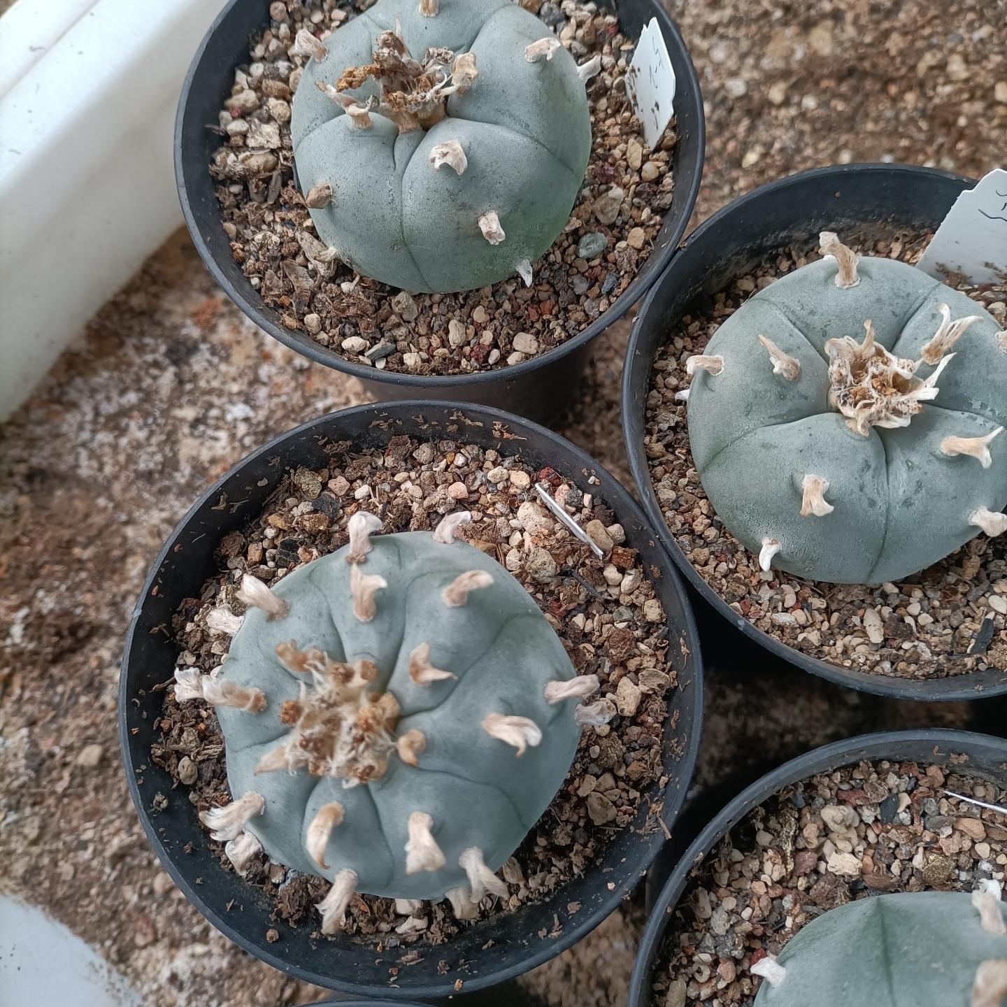 1.5-11cm Lophophora williamsii 