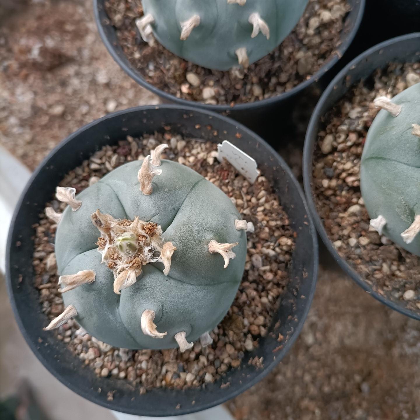 4-6cm Lophophora williamsii （radish root）