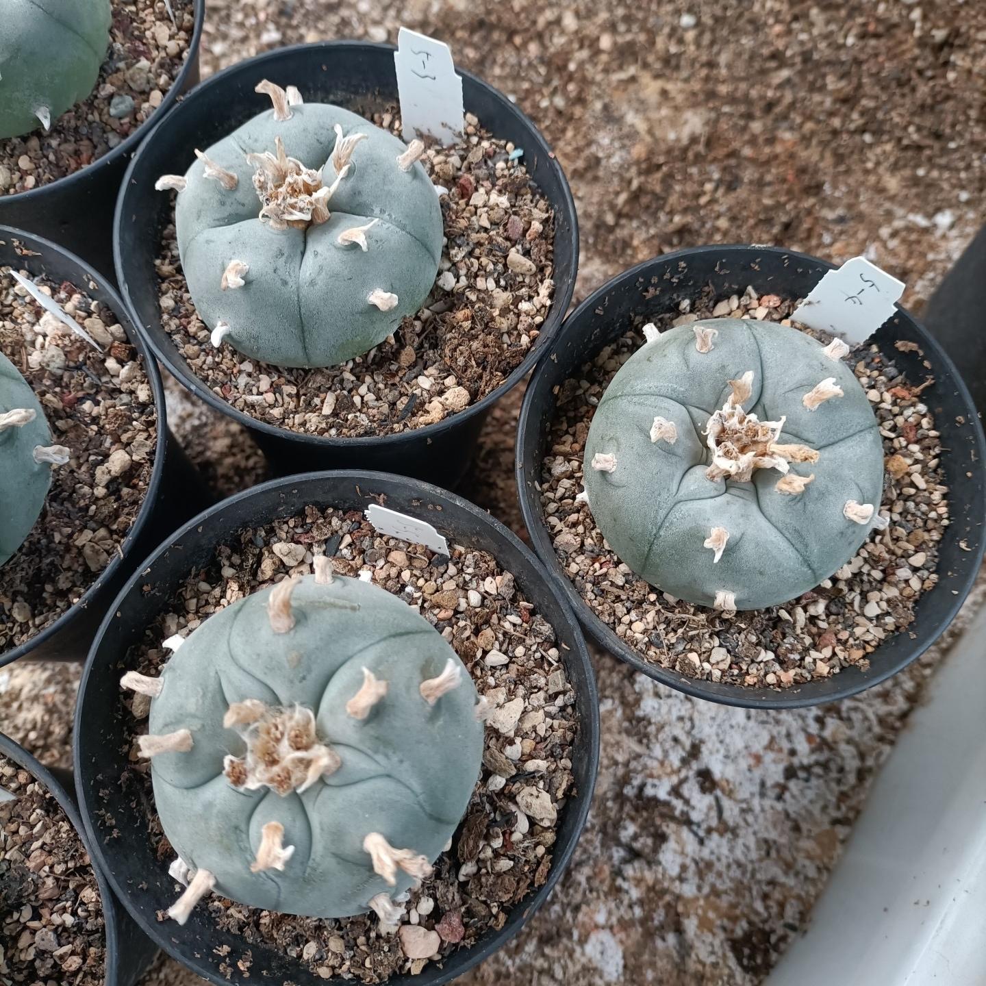 1.5-11cm Lophophora williamsii – Succulent Purrs