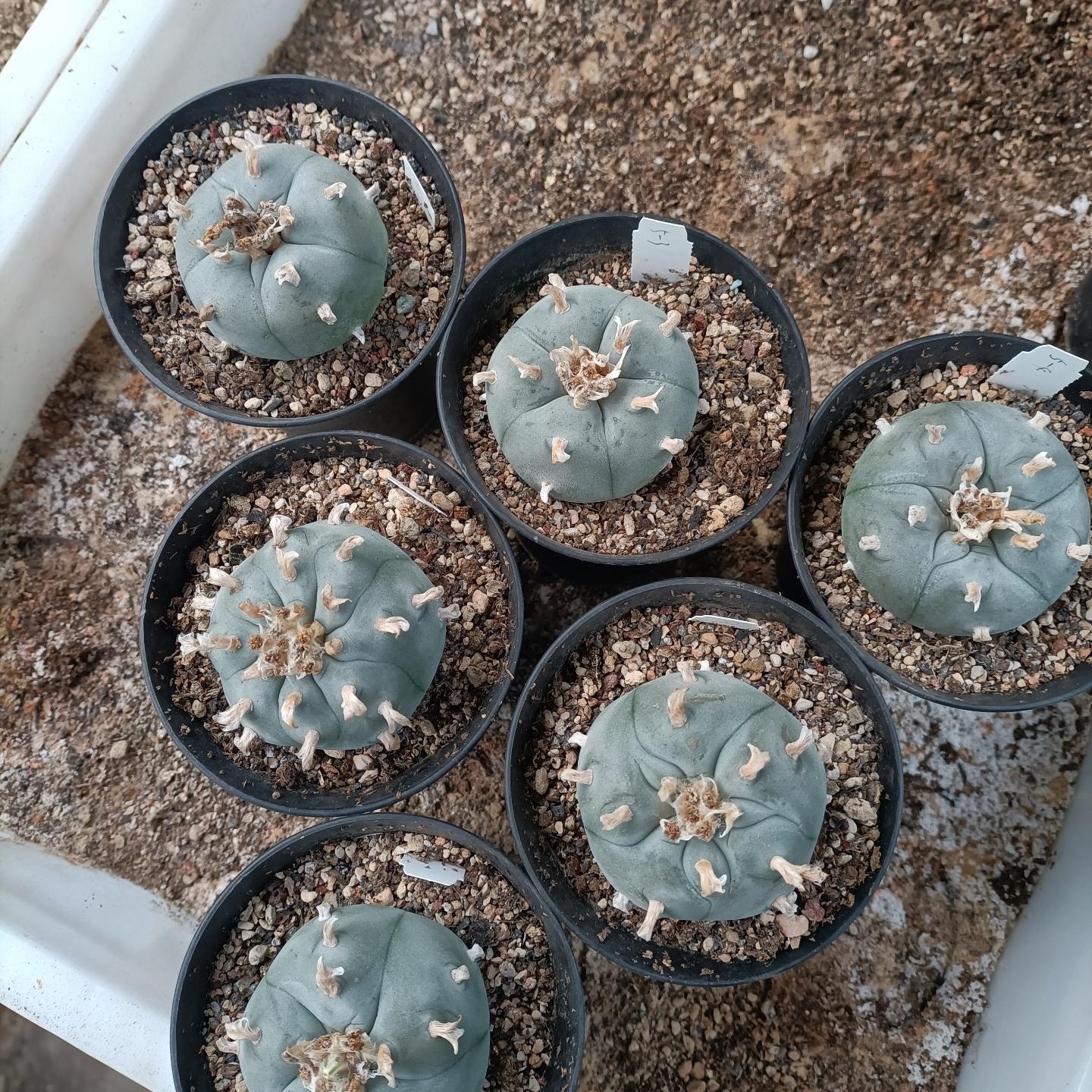 1.5-11cm Lophophora williamsii 