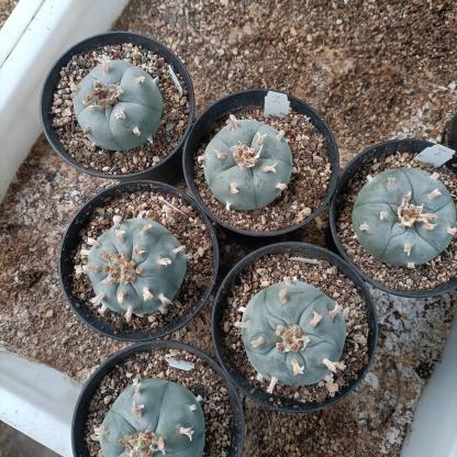 1.5-11cm Lophophora williamsii 