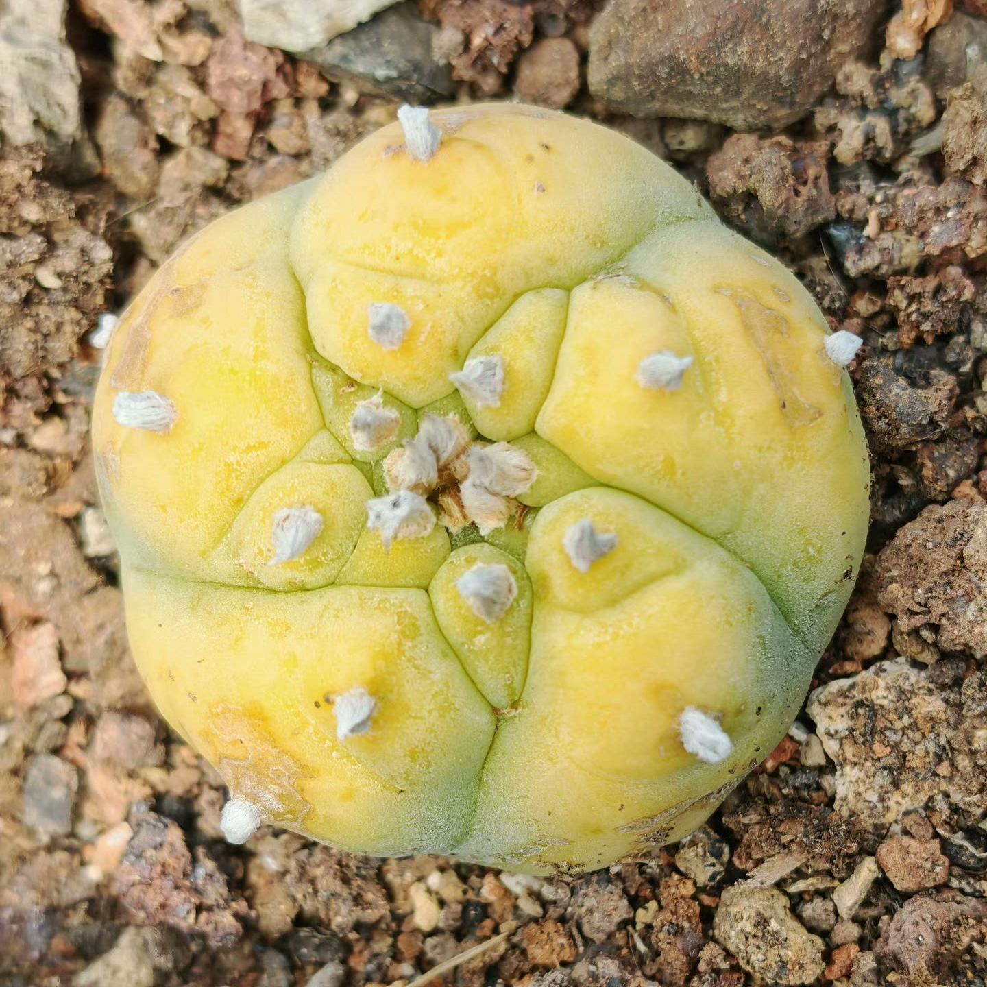 1.5-11cm Lophophora williamsii 