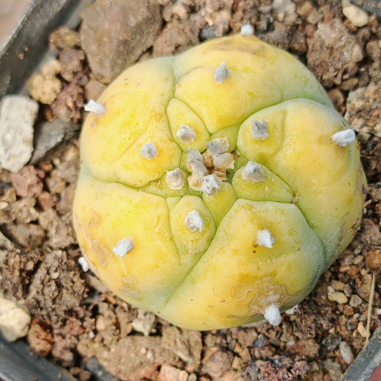 1.5-11cm Lophophora williamsii 