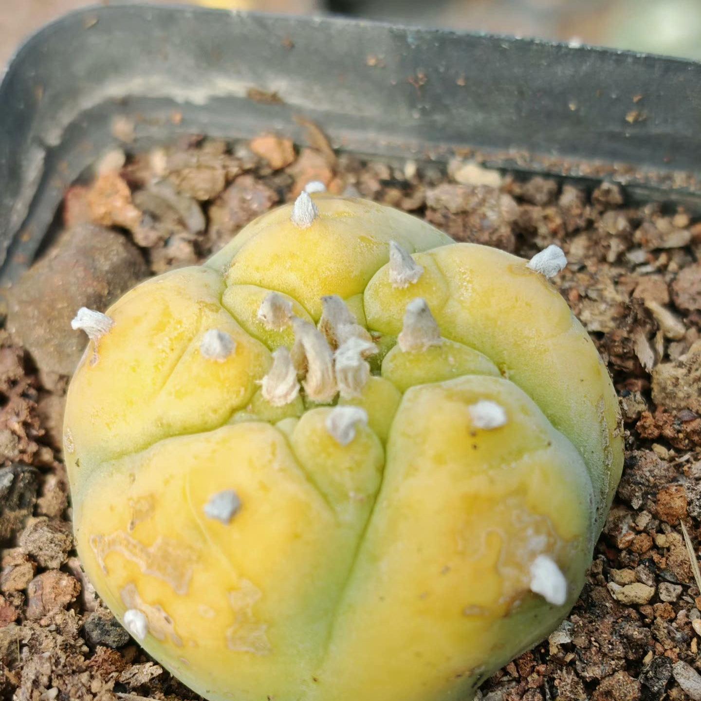 1.5-11cm Lophophora williamsii 