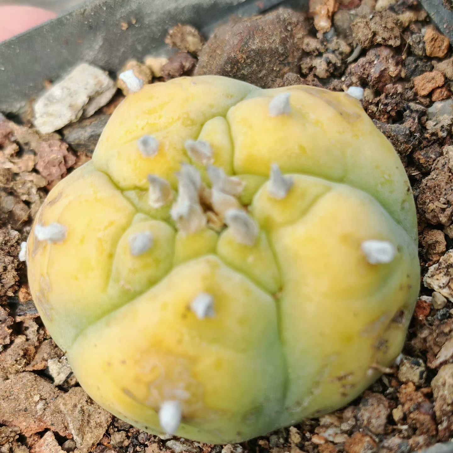 1.5-11cm Lophophora williamsii 
