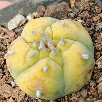 1.5-11cm Lophophora williamsii 