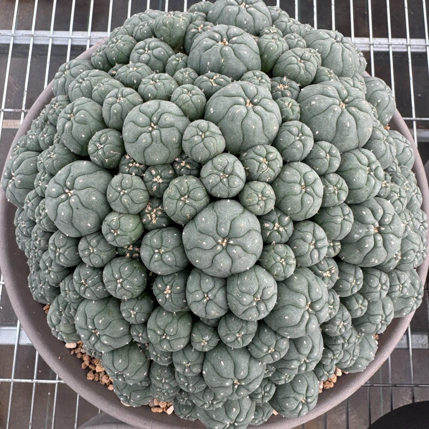 1.5-11cm Lophophora williamsii 