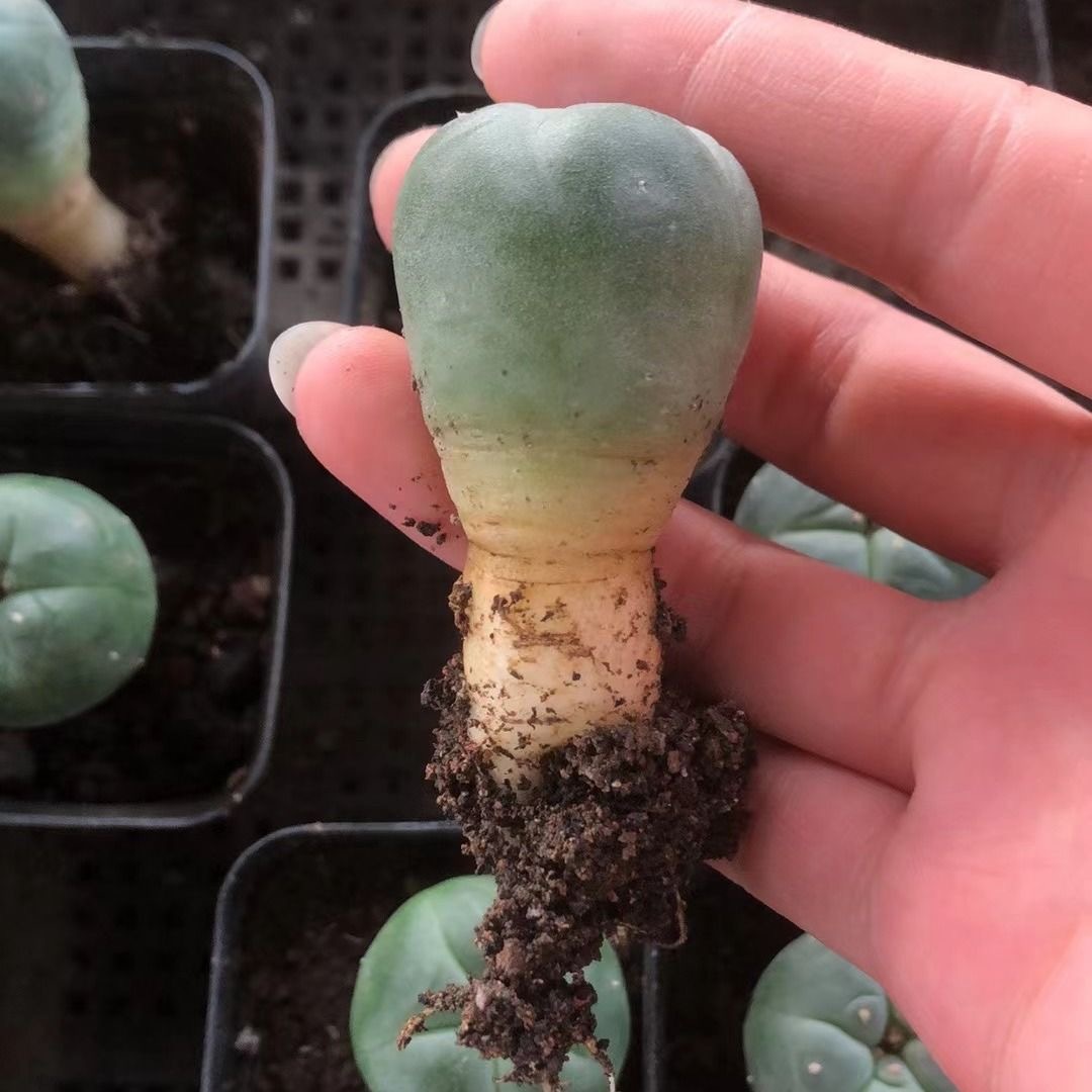 1.5-11cm Lophophora williamsii 