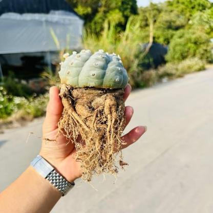 4-6cm Lophophora williamsii （radish root）