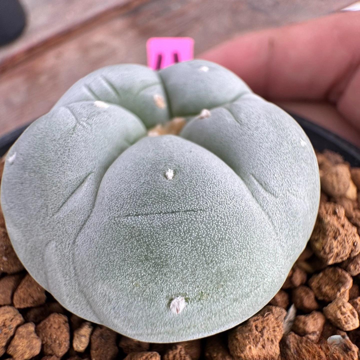 3-4cm Lophophora williamsii white muscle （Japanese exports）