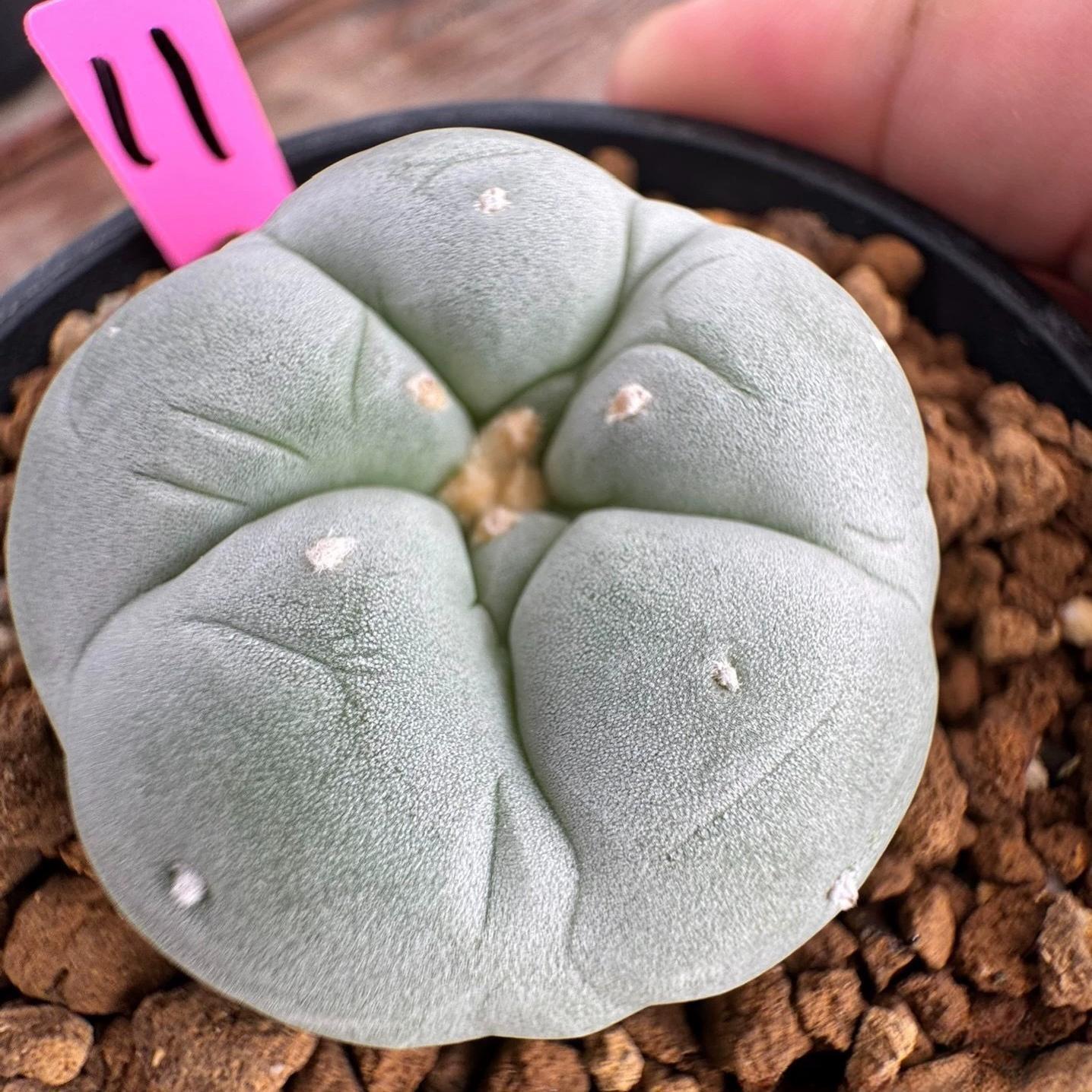 3-4cm Lophophora williamsii white muscle （Japanese exports）