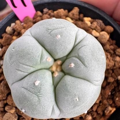 3-4cm Lophophora williamsii white muscle （Japanese exports）