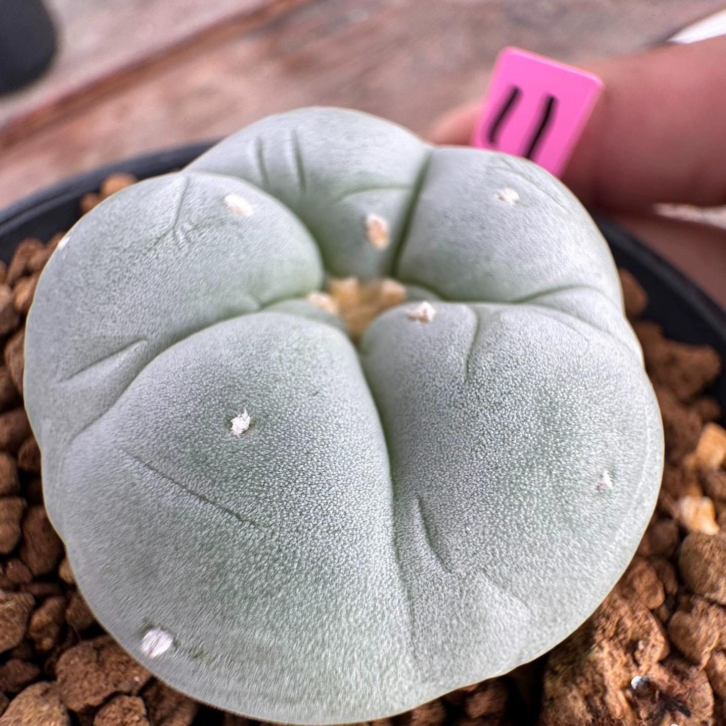 3-4cm Lophophora williamsii white muscle （Japanese exports）
