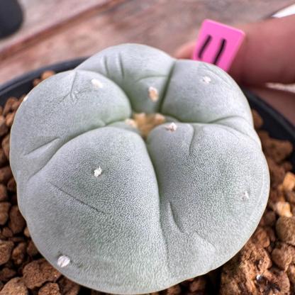 3-4cm Lophophora williamsii white muscle （Japanese exports）