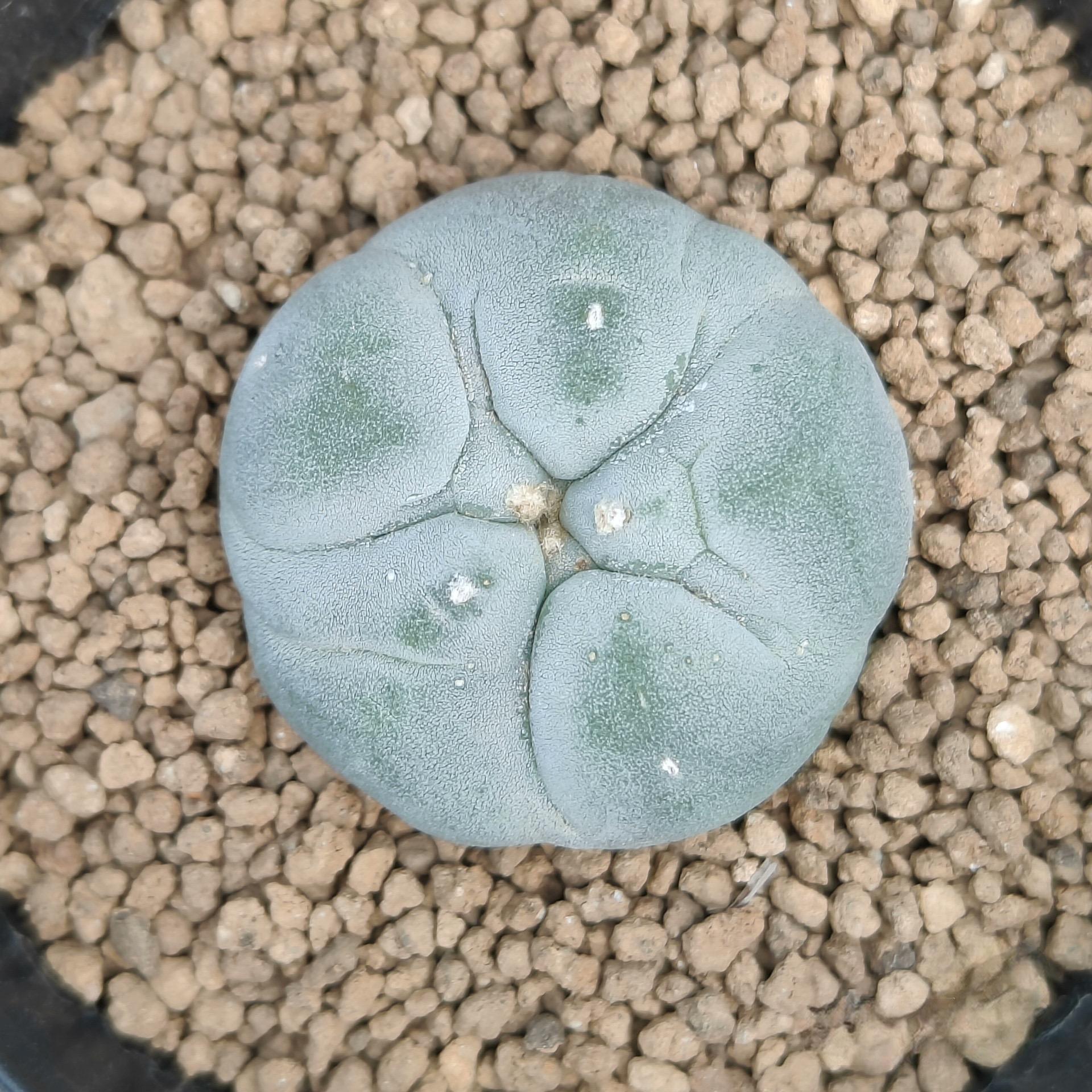 3-4cm Lophophora williamsii white muscle （Japanese exports）