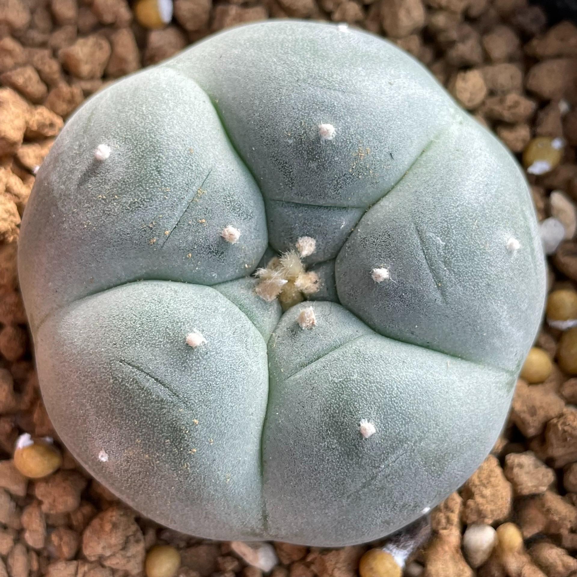 3-4cm Lophophora williamsii white muscle （Japanese exports）