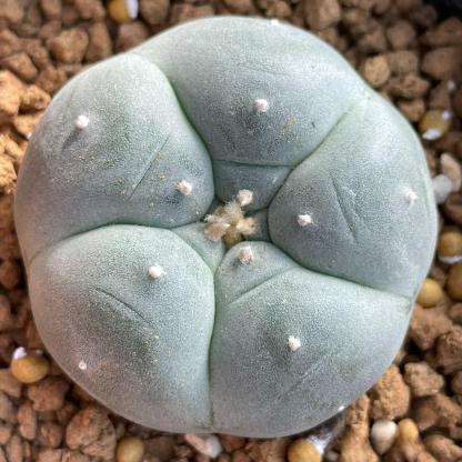 3-4cm Lophophora williamsii white muscle （Japanese exports）
