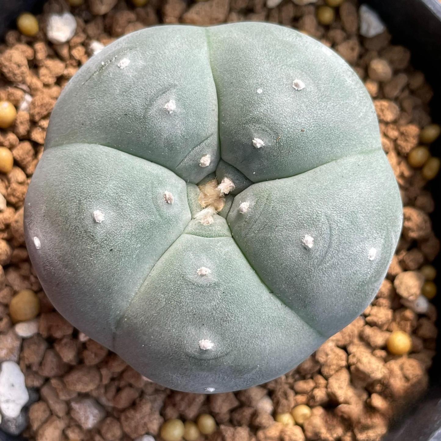 3-4cm Lophophora williamsii white muscle （Japanese exports）