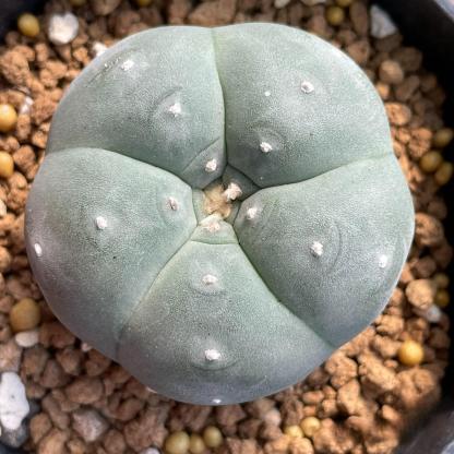 3-4cm Lophophora williamsii white muscle （Japanese exports）