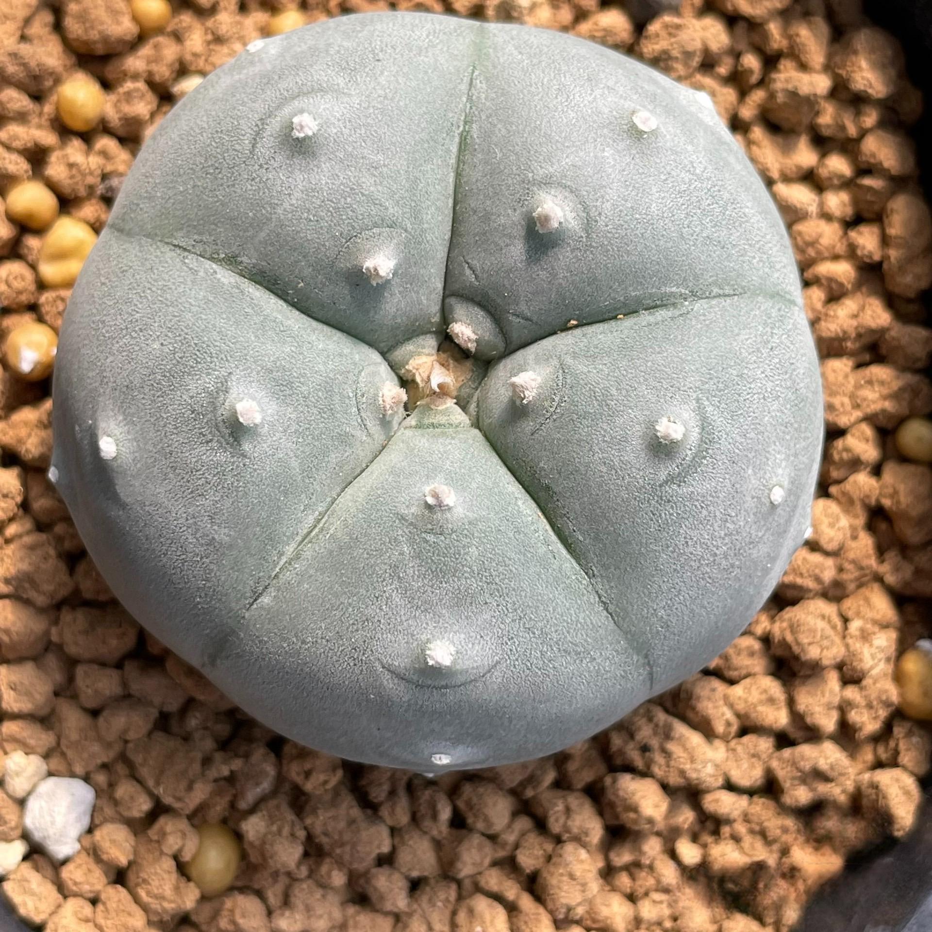 3-4cm Lophophora williamsii white muscle （Japanese exports）