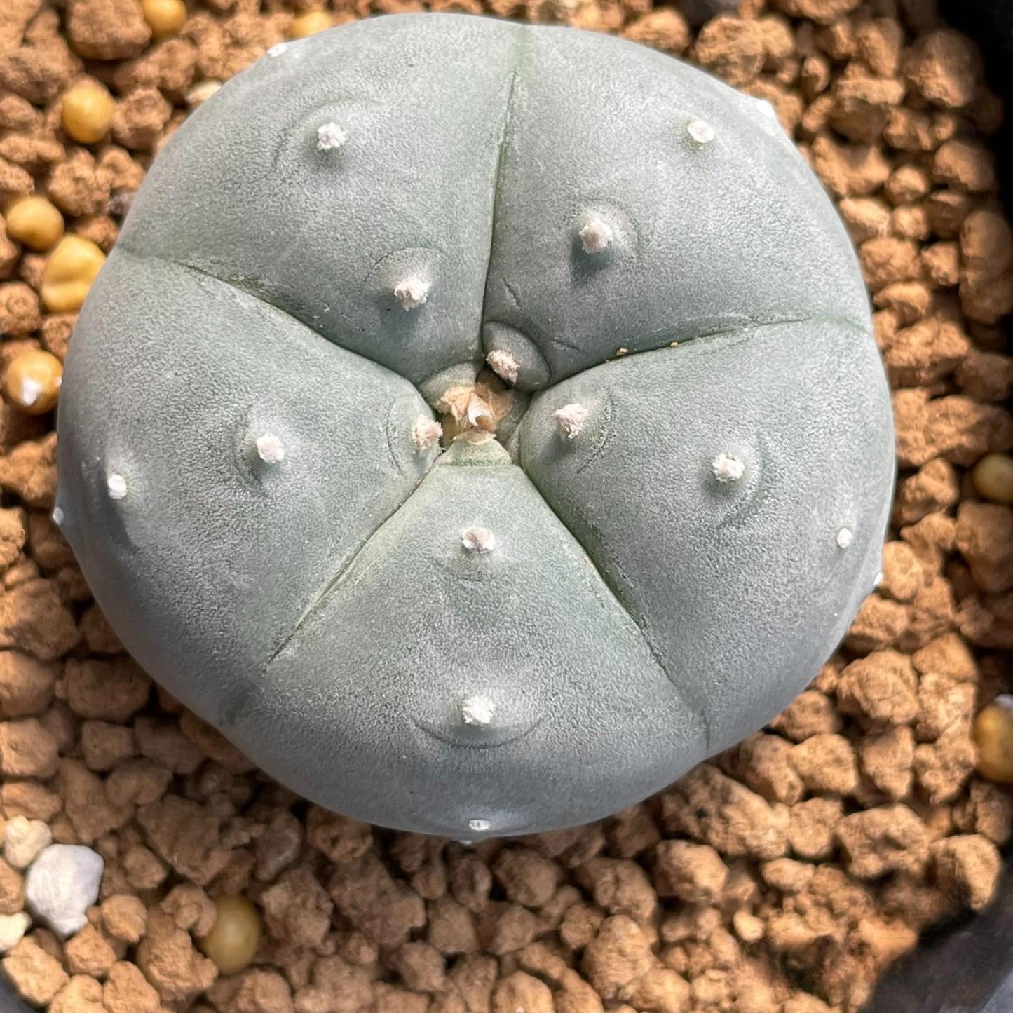 3-4cm Lophophora williamsii white muscle （Japanese exports）