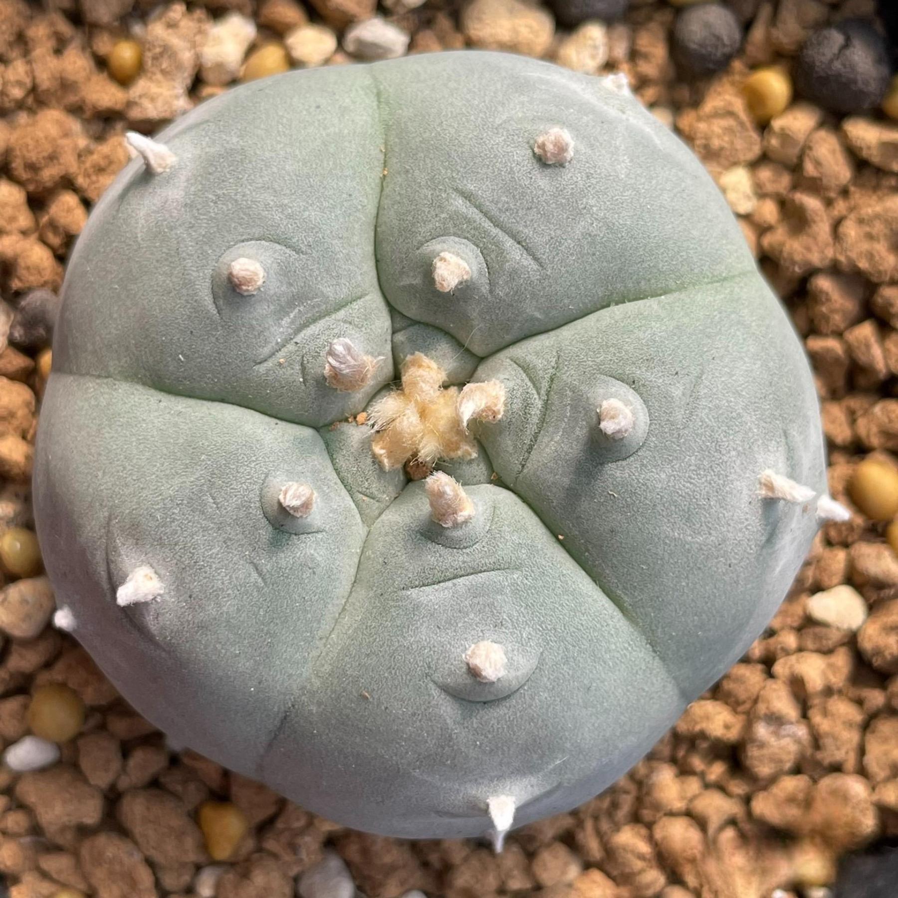 3-4cm Lophophora williamsii white muscle （Japanese exports）