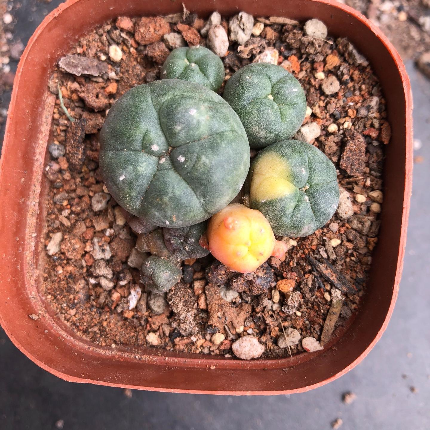 2-5 cm Lophophora williamsii variegated（Yellow and red are randomly chosen）