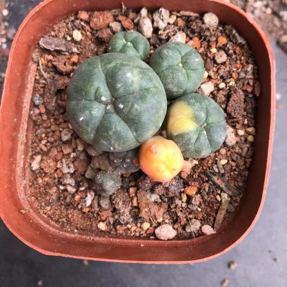 2-5 cm Lophophora williamsii variegated（Yellow and red are randomly chosen）