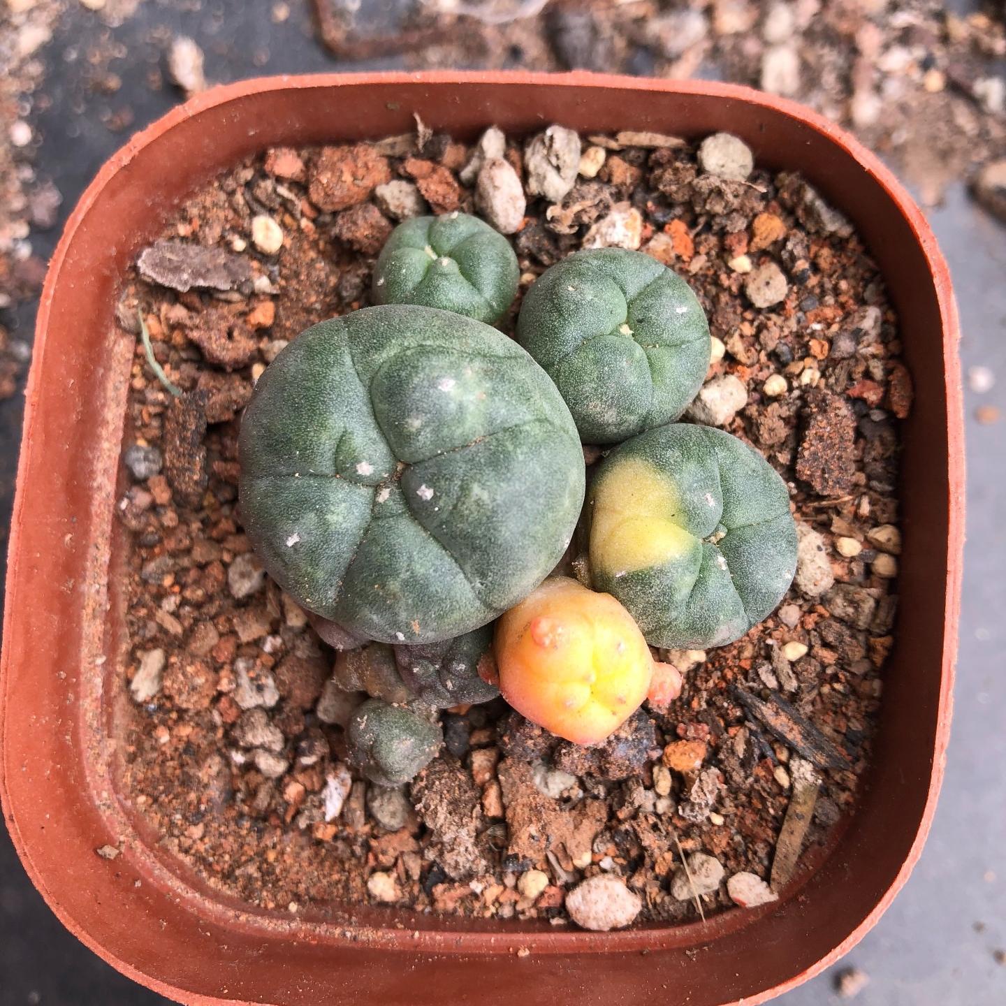 22 烏羽玉　鉢付　Lophophora williamsii 2-5 cm Lophophora williamsii Cactus variegated（Yellow and red are