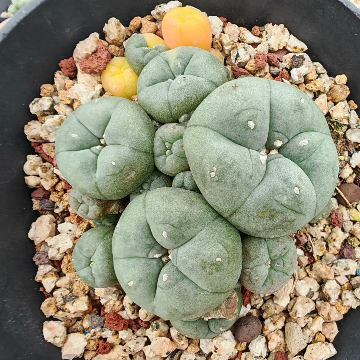 2-5 cm Lophophora williamsii variegated（Yellow and red are randomly chosen）
