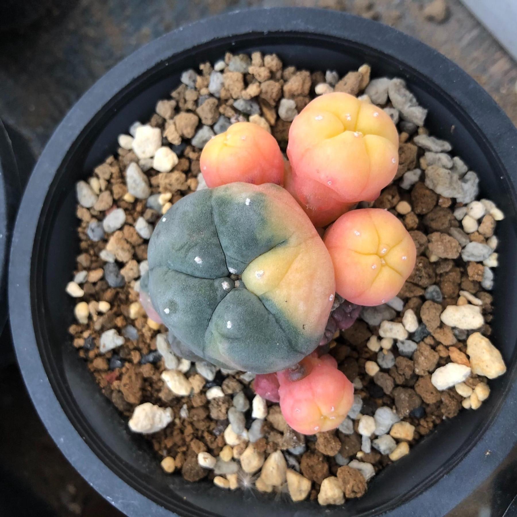 2-5 cm Lophophora williamsii variegated（Yellow and red are randomly chosen）