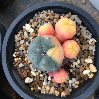 2-5 cm Lophophora williamsii variegated（Yellow and red are randomly chosen）