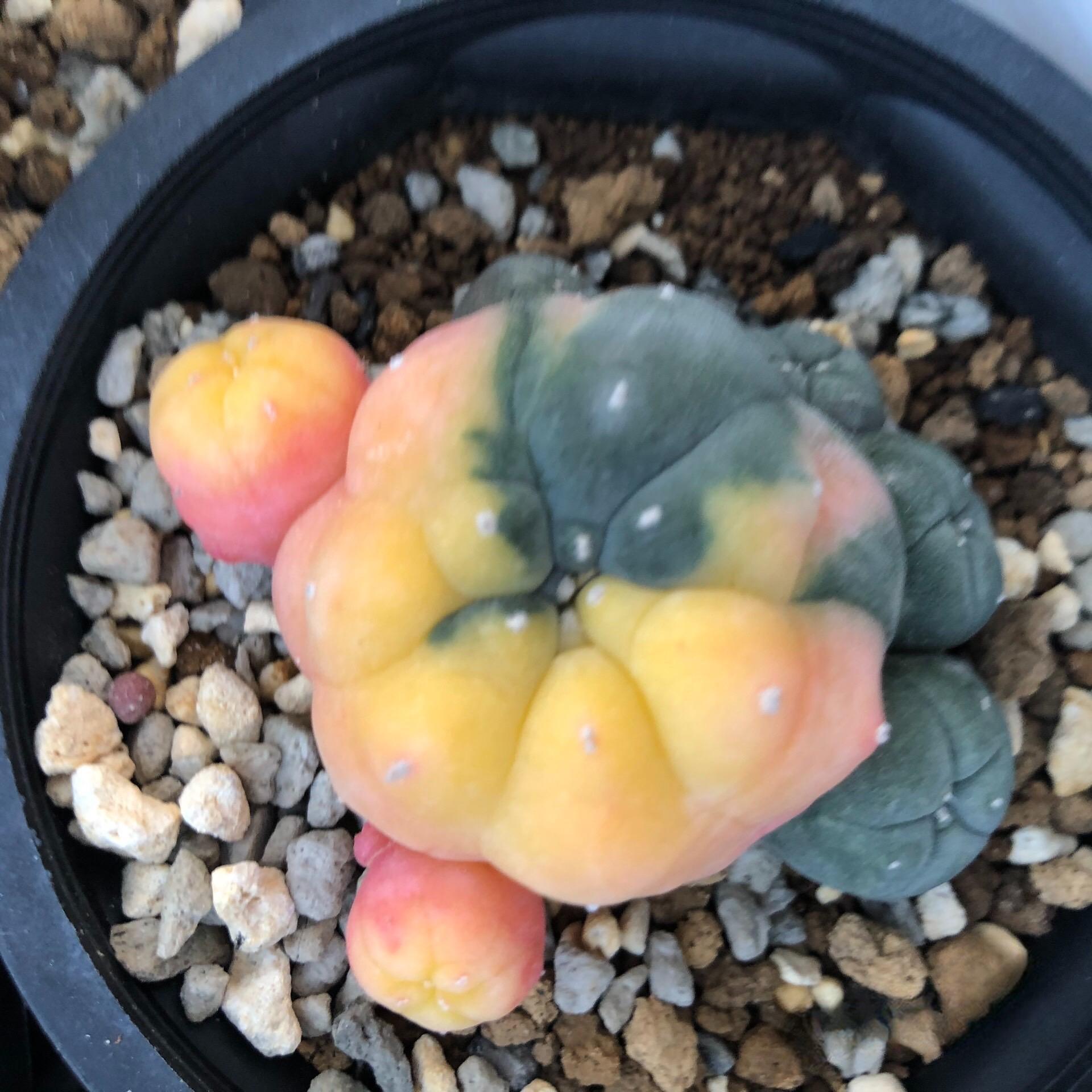 2-5 cm Lophophora williamsii variegated（Yellow and red are randomly chosen）