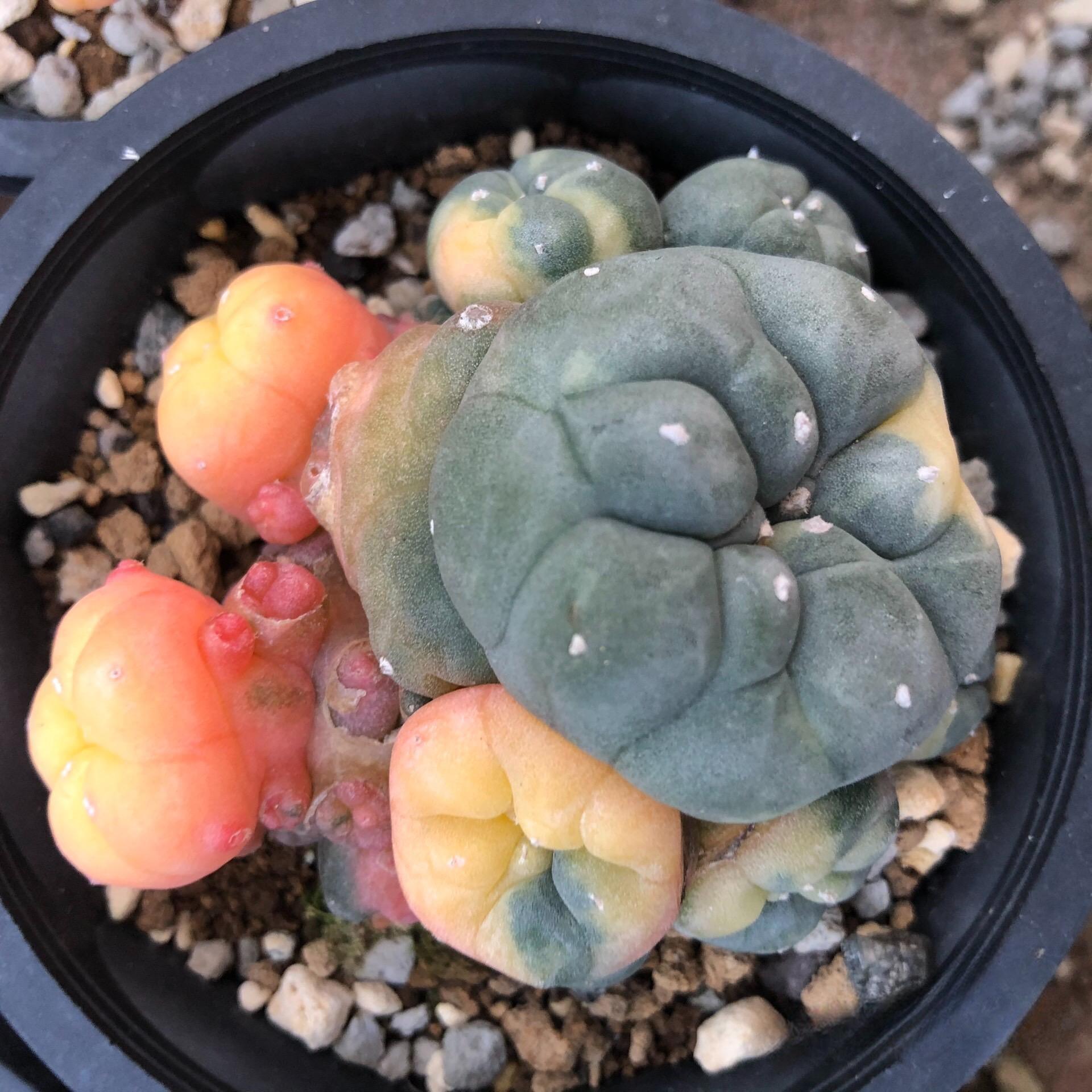 2-5 cm Lophophora williamsii Cactus variegated（Yellow and red are