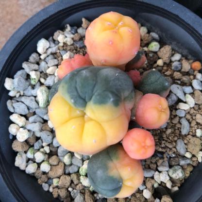1.5-11cm Lophophora williamsii 