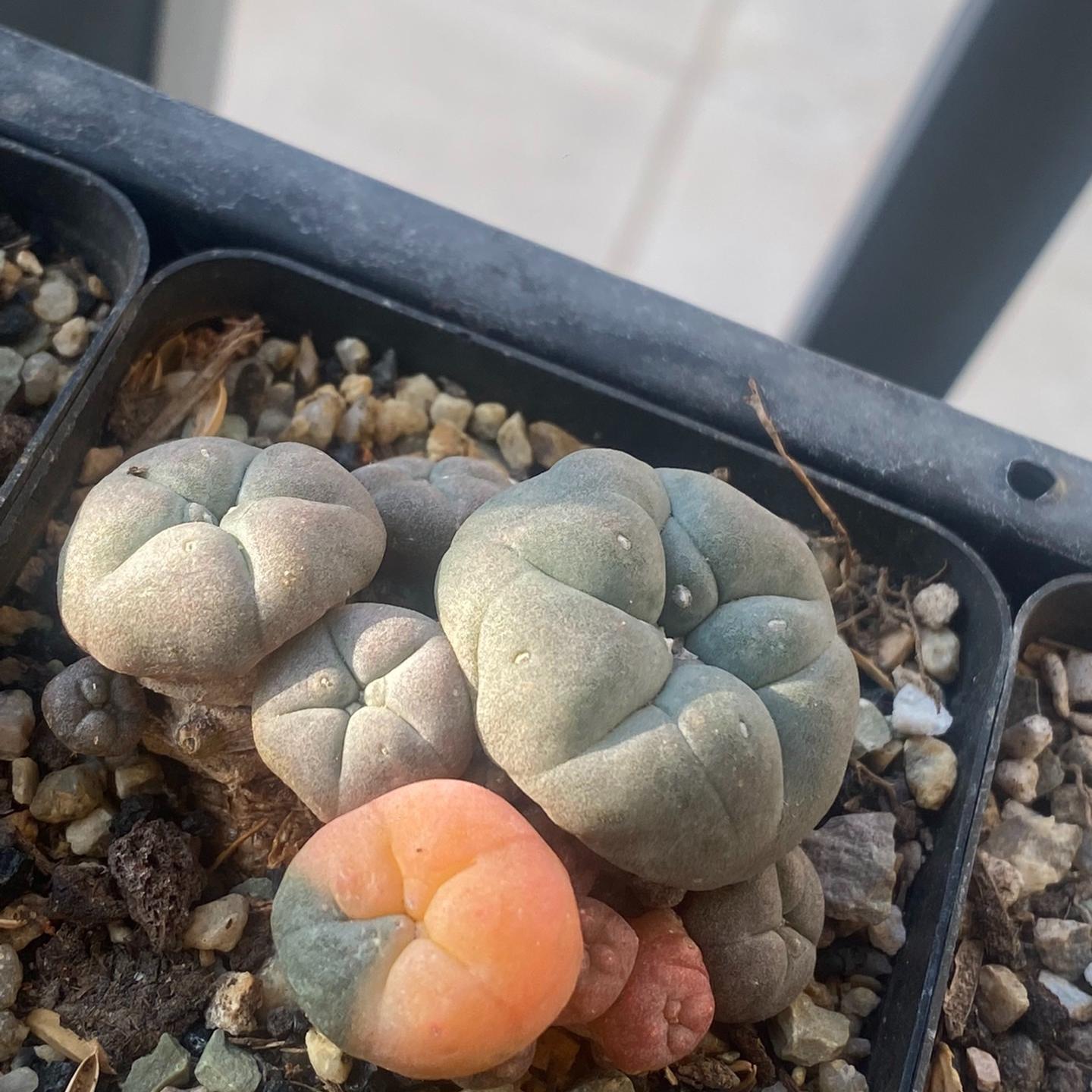 1.5-11cm Lophophora williamsii 