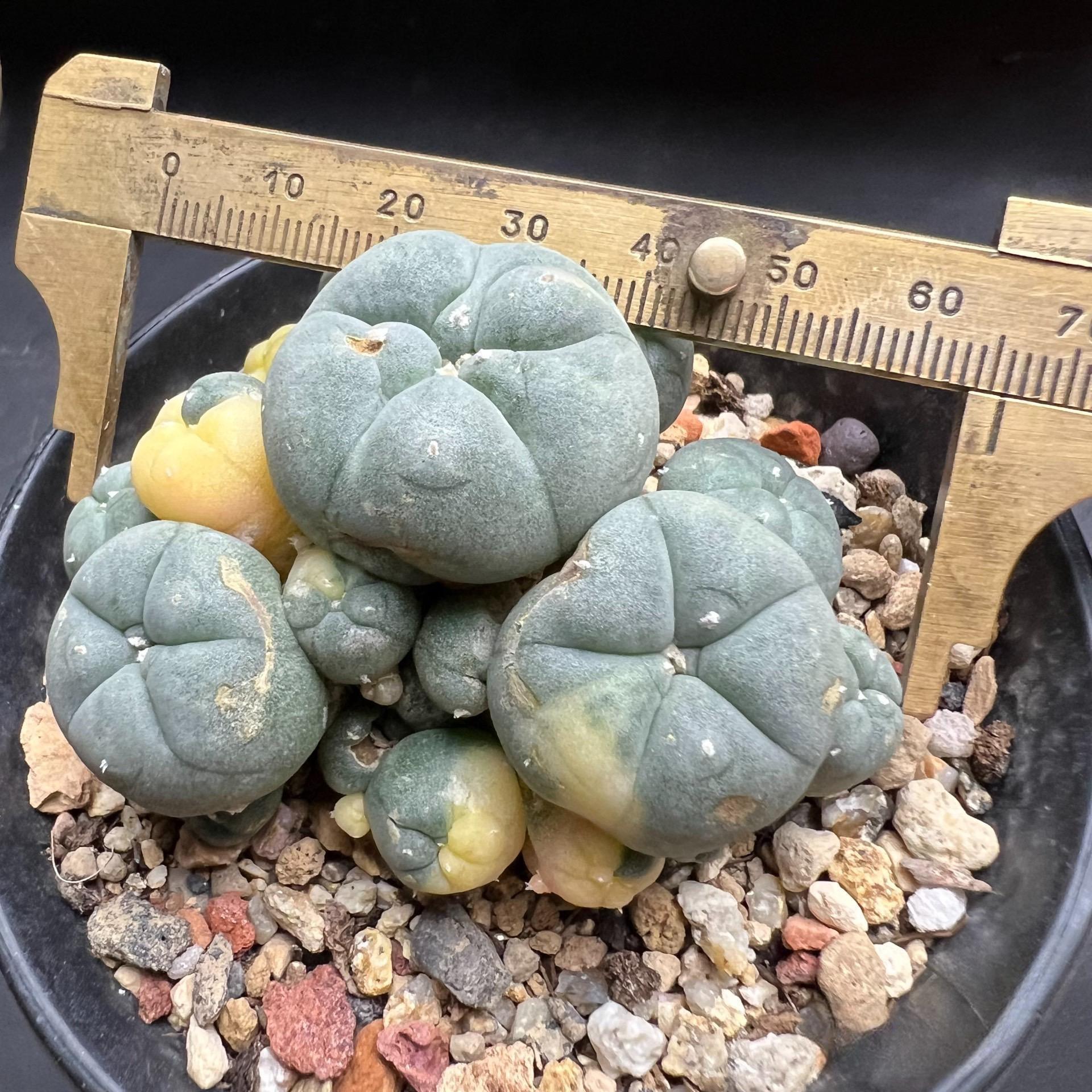 1.5-11cm Lophophora williamsii 