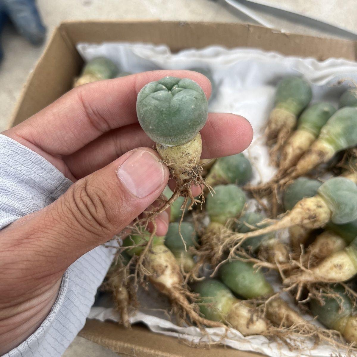 1.5-4cm Lophophora fricii（seedling）