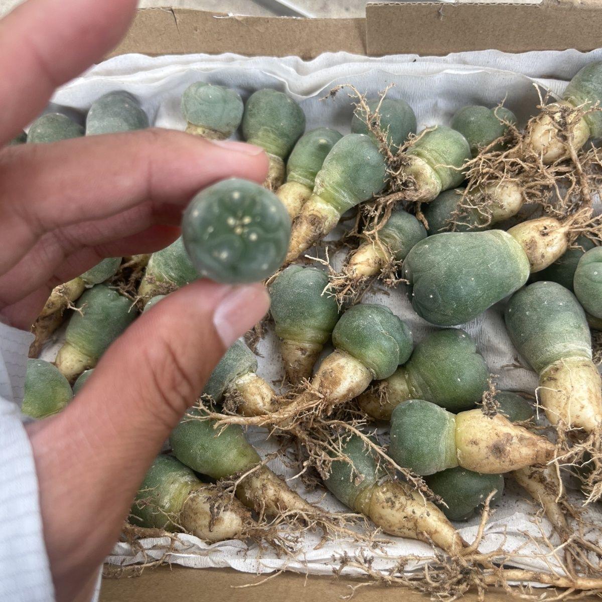 1.5-4cm Lophophora fricii（seedling）