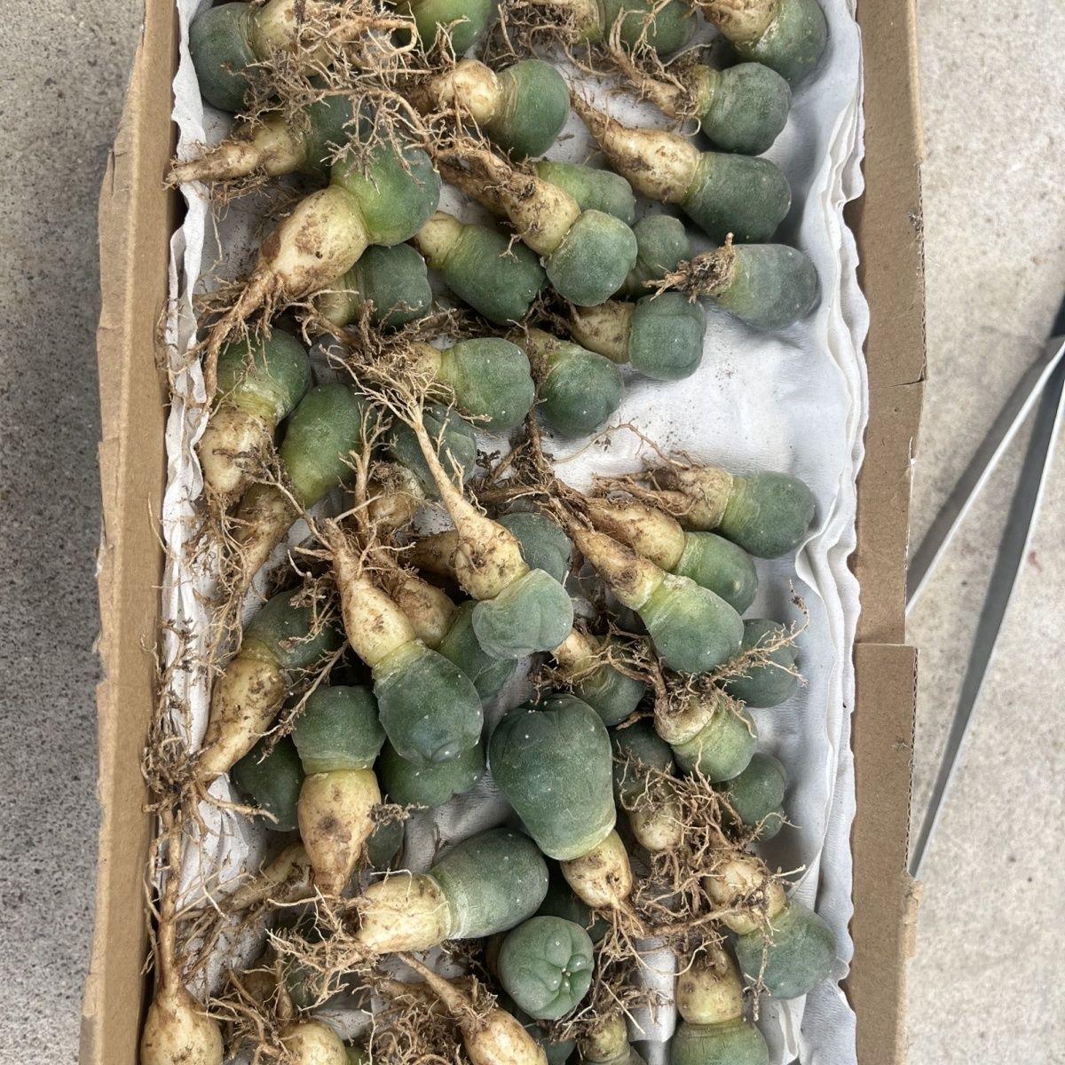 1.5-14cm Lophophora fricii