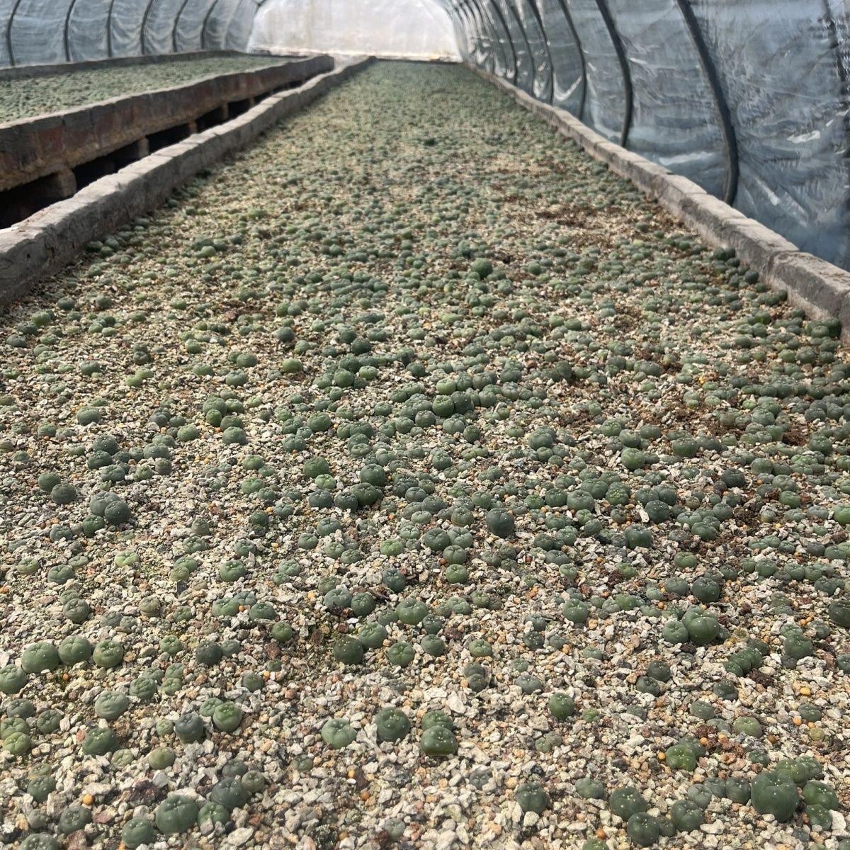 1.5-14cm Lophophora fricii