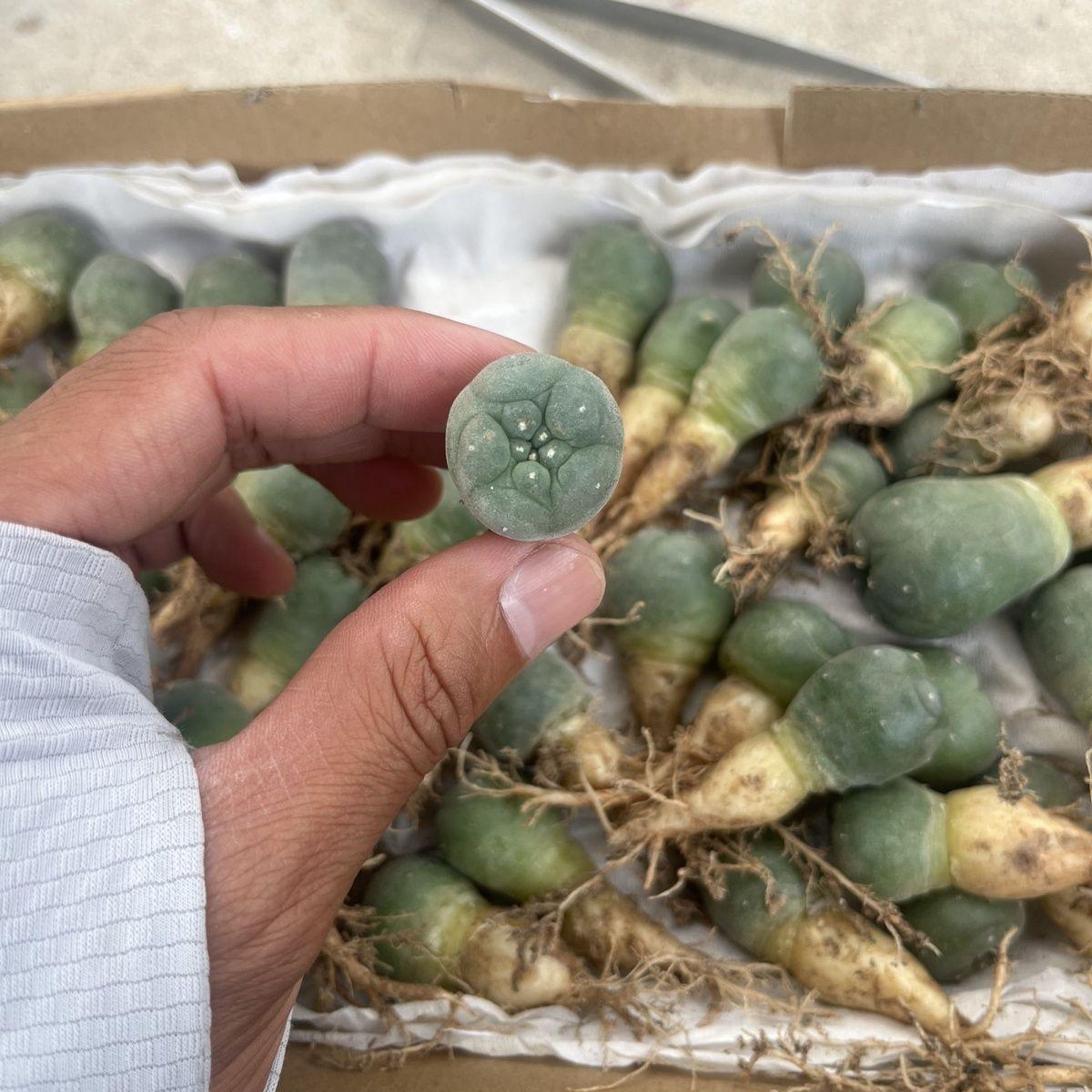 1.5-4cm Lophophora fricii（seedling）