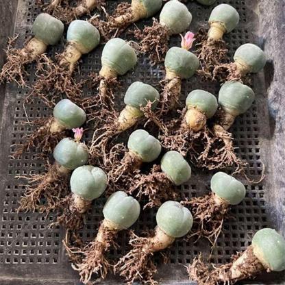 1.5-4cm Lophophora fricii（seedling）