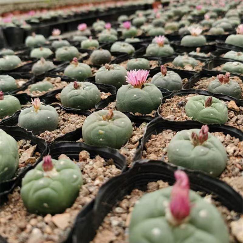 1.5-4cm Lophophora fricii（seedling）