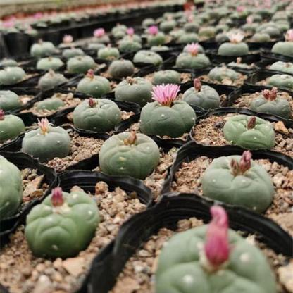 1.5-4cm Lophophora fricii（seedling）