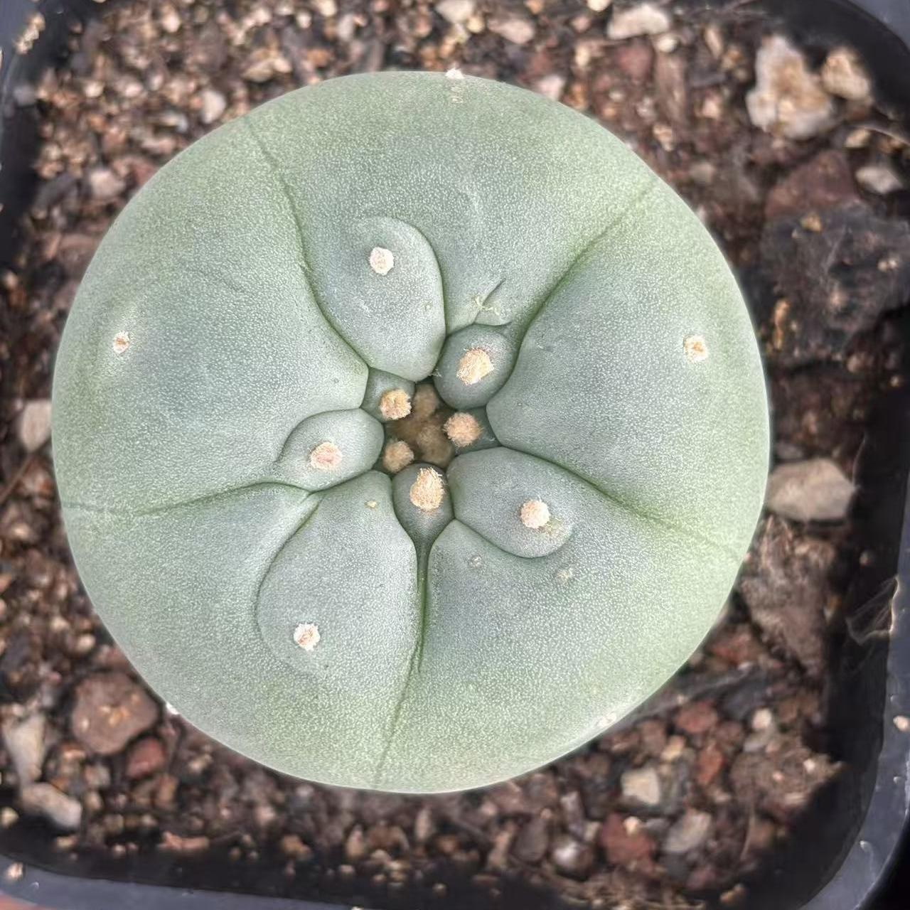 1.5-14cm Lophophora fricii