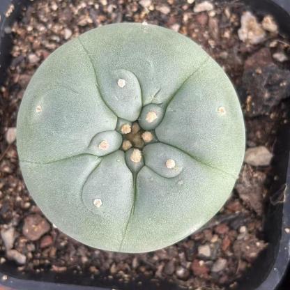 1.5-14cm Lophophora fricii