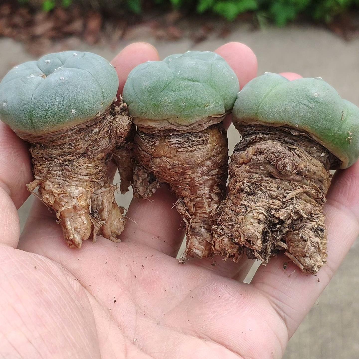 1.5-4cm Lophophora fricii（seedling）