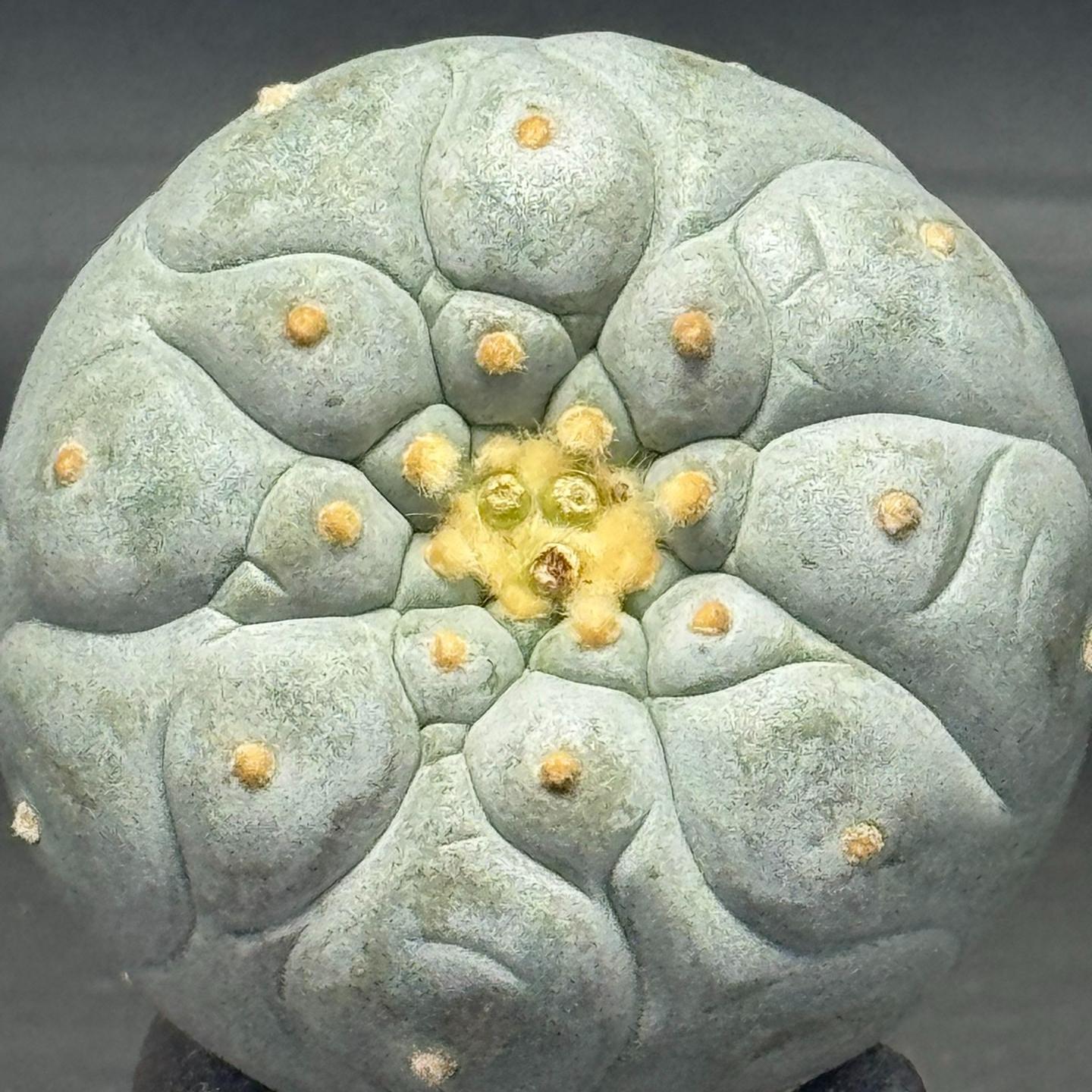 1.5-14cm Lophophora fricii